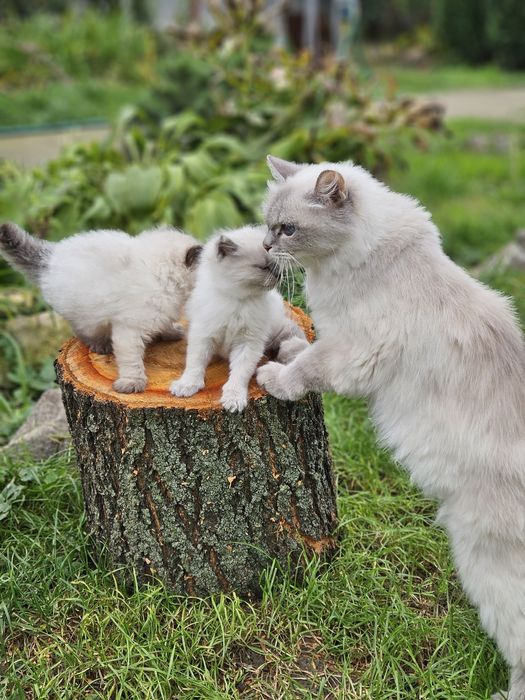 Котята невской маскарадной.