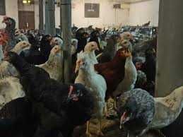 Kury NIOSKI Rossa messa Leghorn dominant i inne z własnej hodowli !