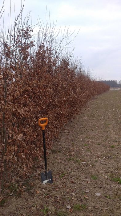 Grab zwyczajny obw.pnia: 4-6,6-8,8-10,12-14,16-20cm! Sadzonki drzew!