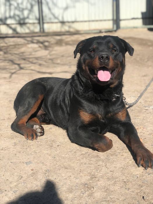 Великий ротвейлер в'язка