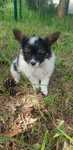 Papillon. Chłopczyk Messi.