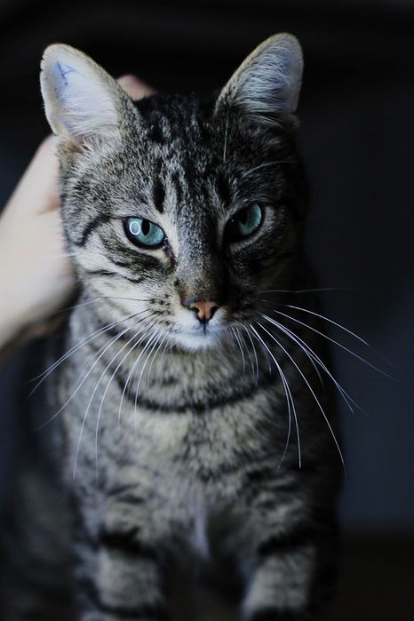 Винтик с особенным хвостиком из приюта бесплатно