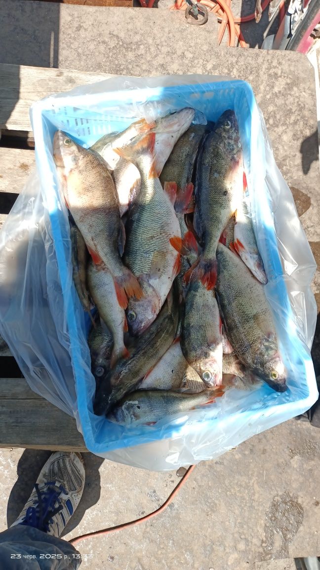 Свіжоморожена річкова риба високої якості — гурт і роздріб