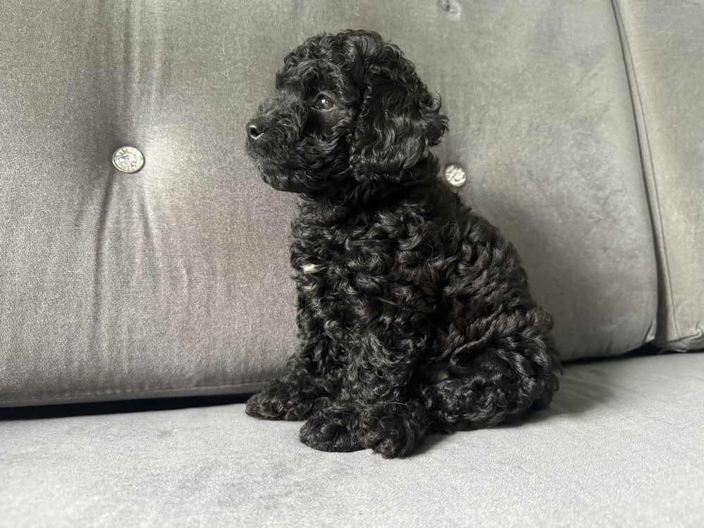 Suczka cockapoo f1b