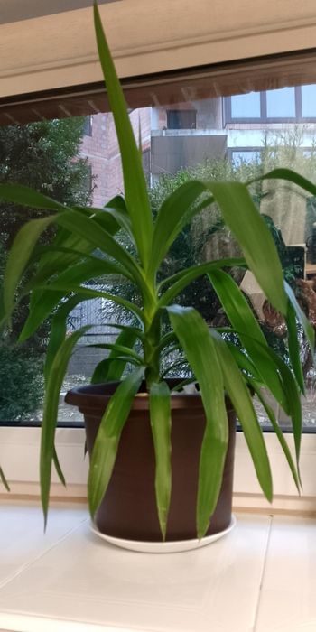 Kwiaty 2 szt wieksze