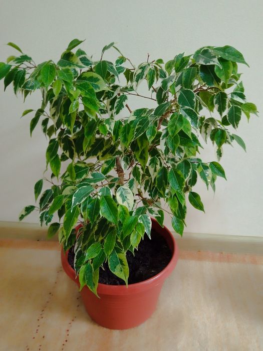 Фикус Бенджамина