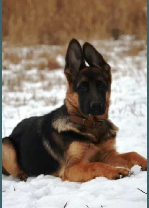 Щенки из питомника