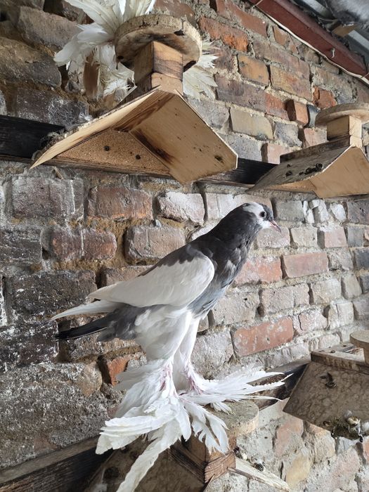 Garłacz Siodłaty Łapciaty (czeski) !!!