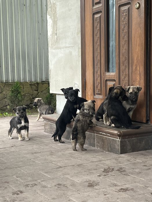 Віддам цуцика в добрі руки