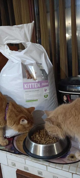 корм STARDEYL – улюблений вибір котиків та їхніх господарів