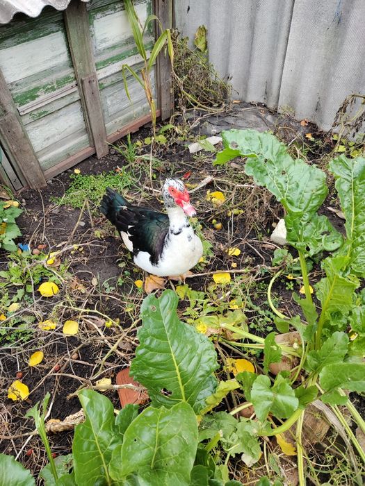 Продам селезня шипуна