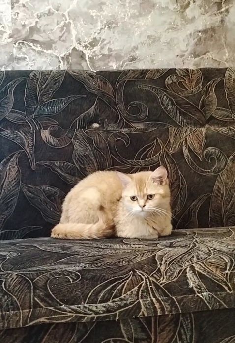 Шотландская Мини кошечка 3,5 мес. Мама шоколадное золото