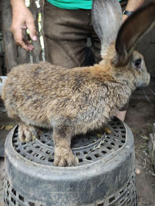 Króliki samice i młode