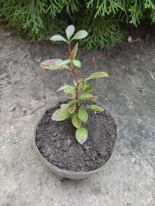 Самшит. Жимолость шапочная. Плющ. Спирея. Барбарис.