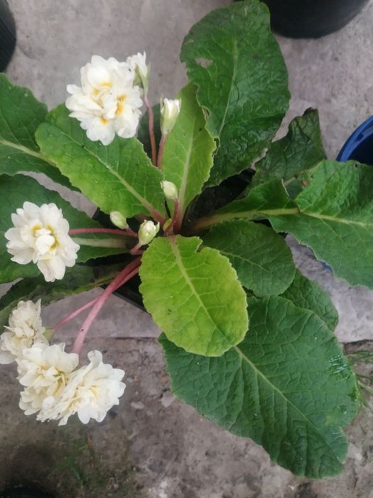 Деревій, морозник, астранція, платикодон, гравілат, лілійники, гіпсофі