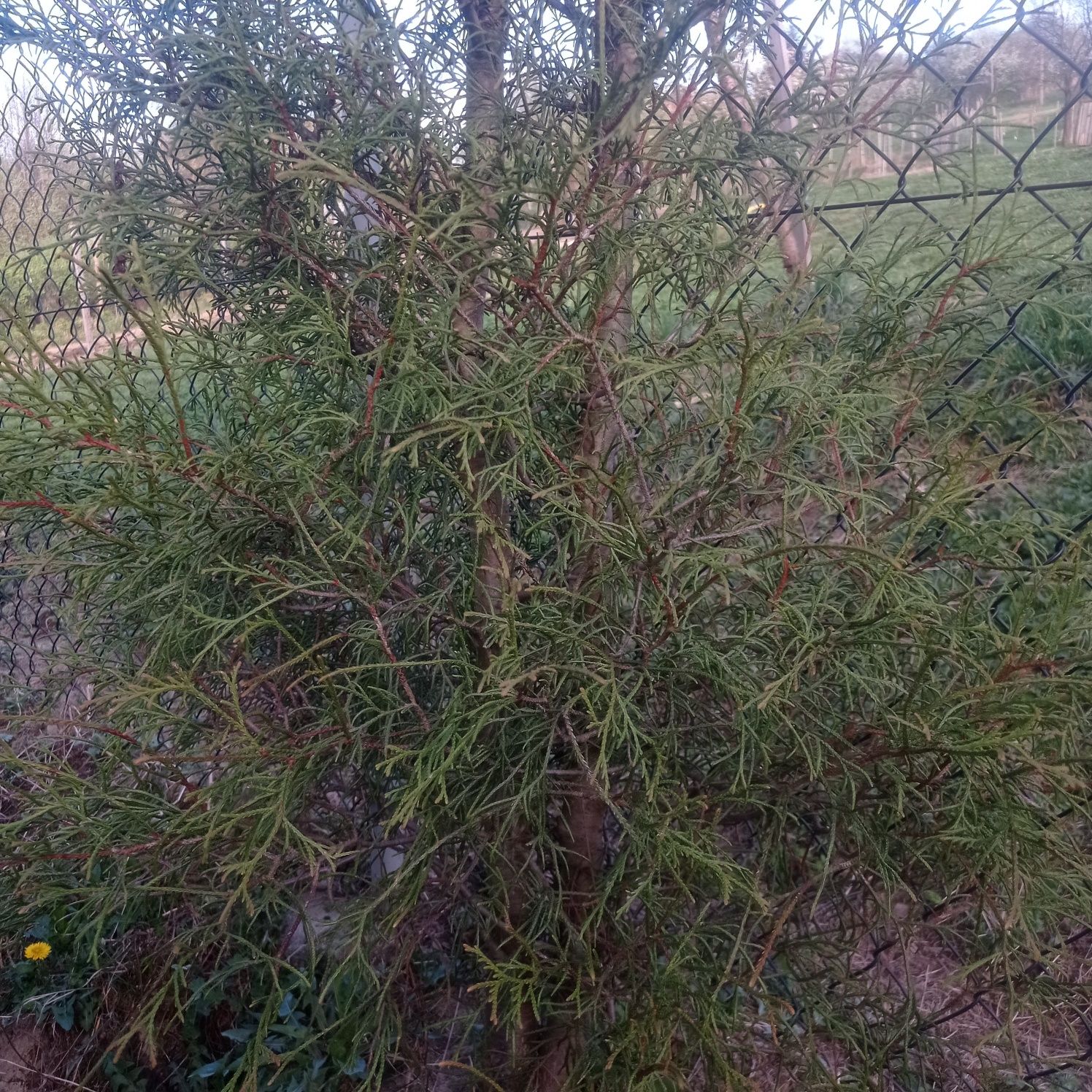 Tuja wysoka 250cm