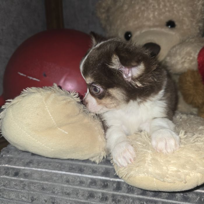 Piekny czekoladowy chlopak chihuahua dlugowlosy