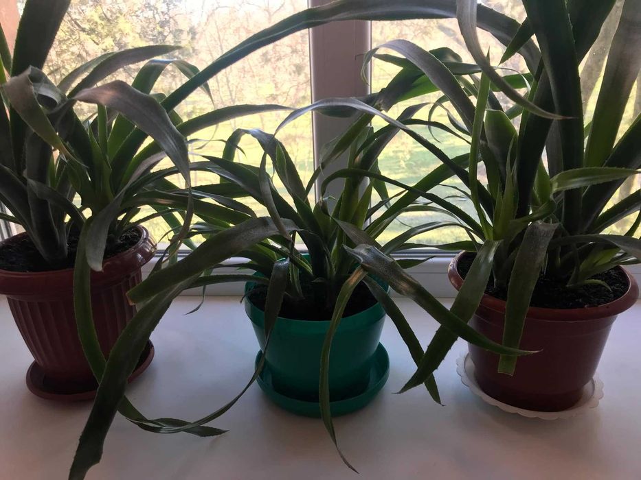 Кімнатна квітка Більбергія