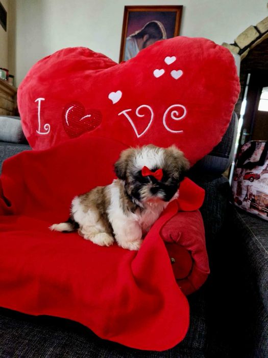 Shih tzu z rodowodem