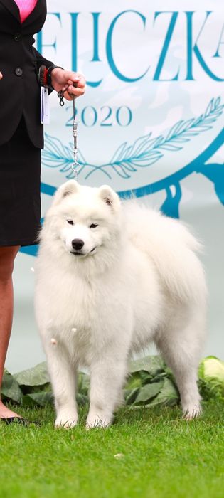 Samoyed szczeniak odbiór listopad/grudzień