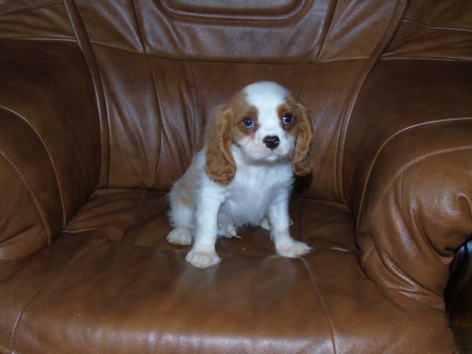 Cavalier King Charles Spaniel chłopiec