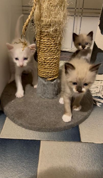 Gatinhos para adoção responsável