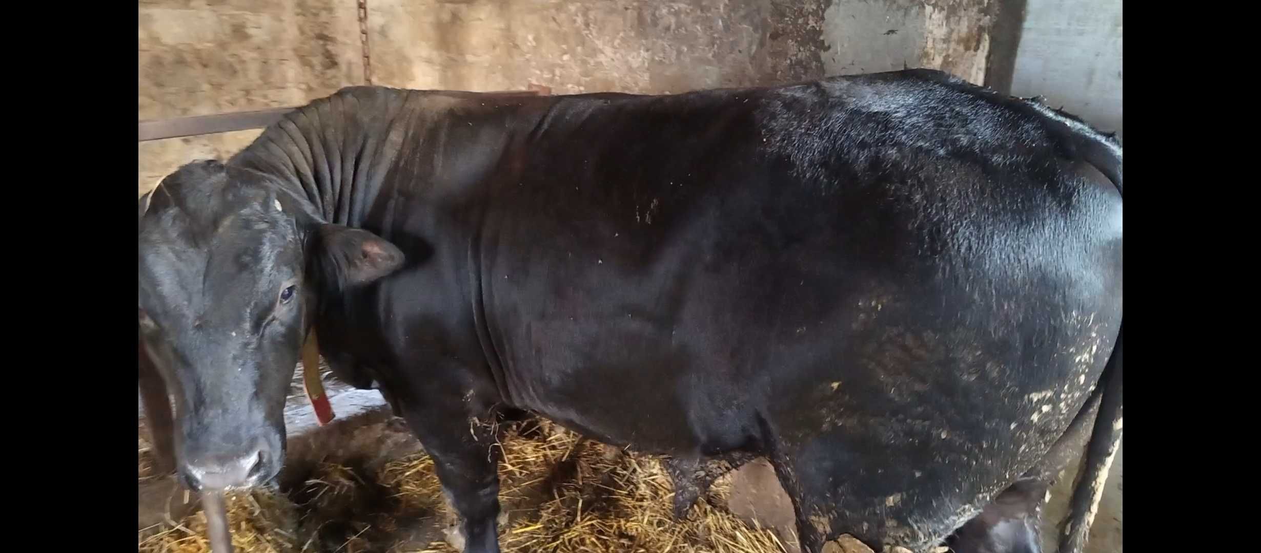2 byki i jałówka rasa LM
