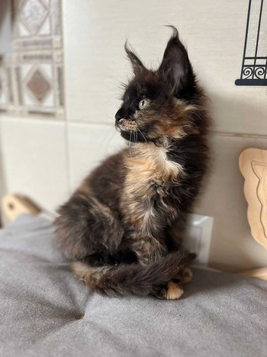 Kotka Maine coon czarna szylkretka f 09