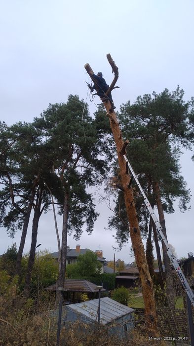 Спил дерев, підрізка аварійних сухих дерев-гілок