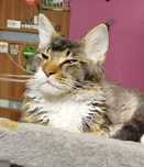 Kotka balbinka Maine coon