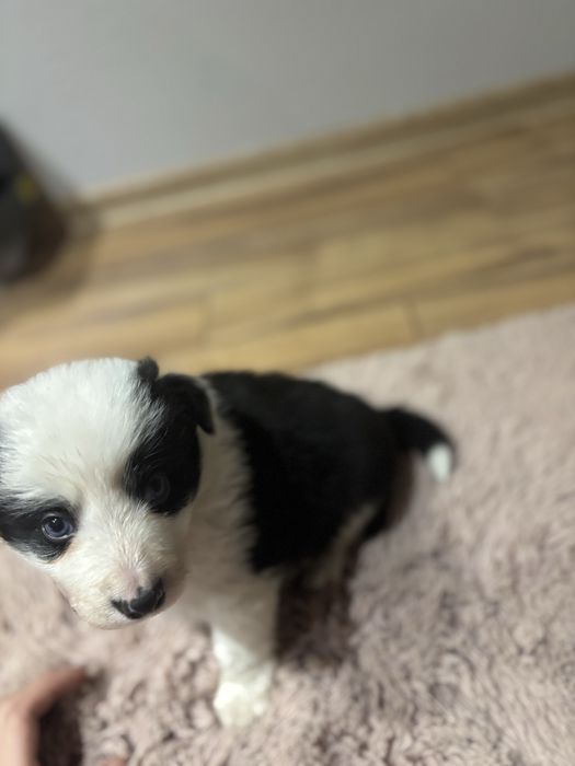 Szczeniak Border collie