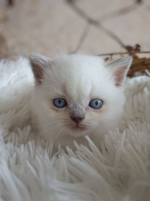 Brytyjski kocurek point