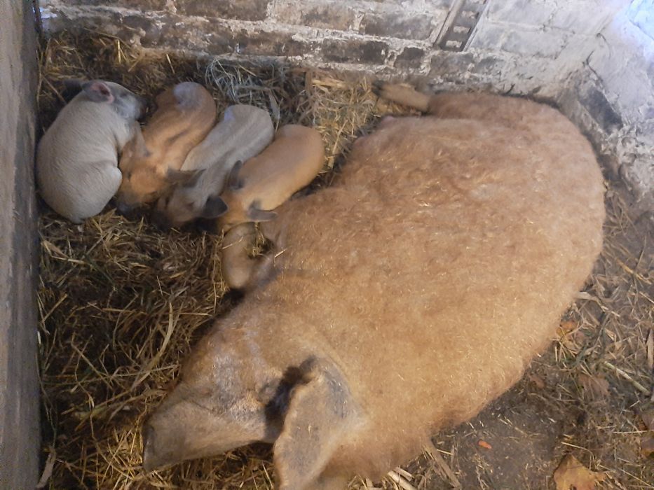 Поросята Венгерської Мангалиці