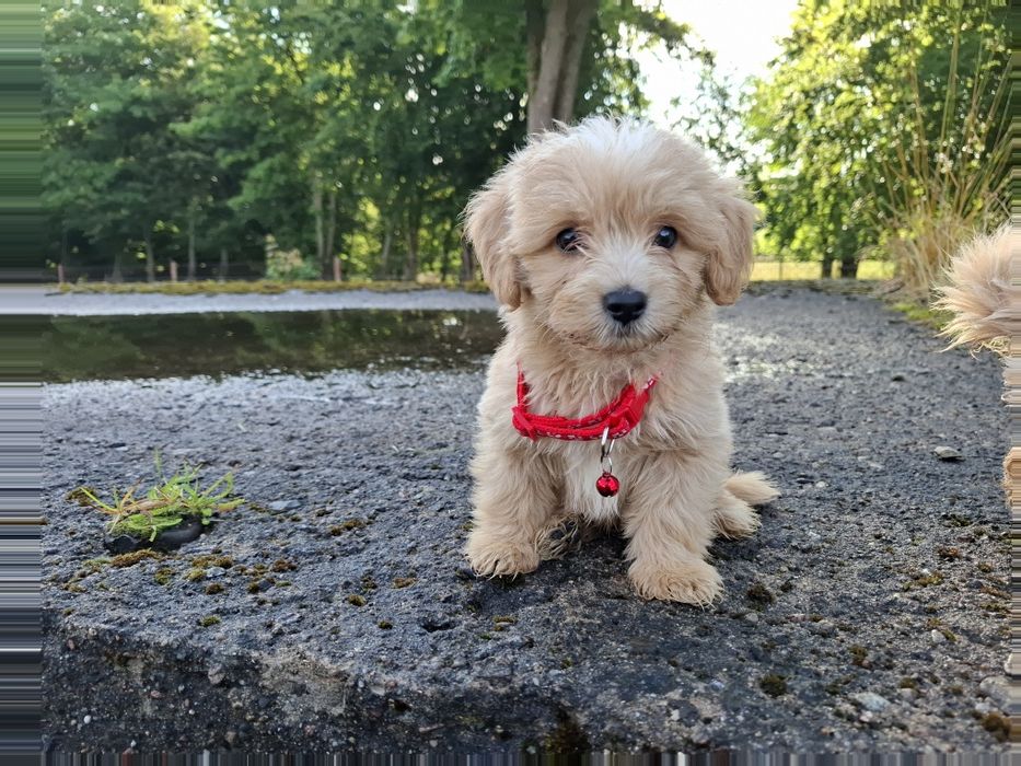 maltipoo szczeniak