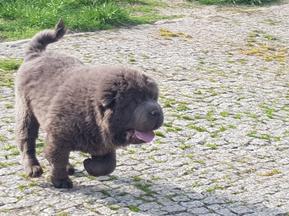 Shar pei bear coat  piesek Figaro