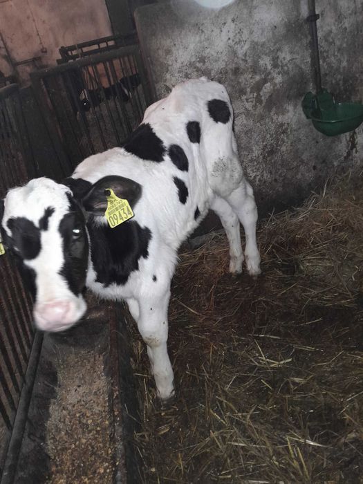 Byczki cielaki sprzedam