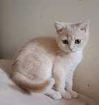 British Shorthair creme Macho
