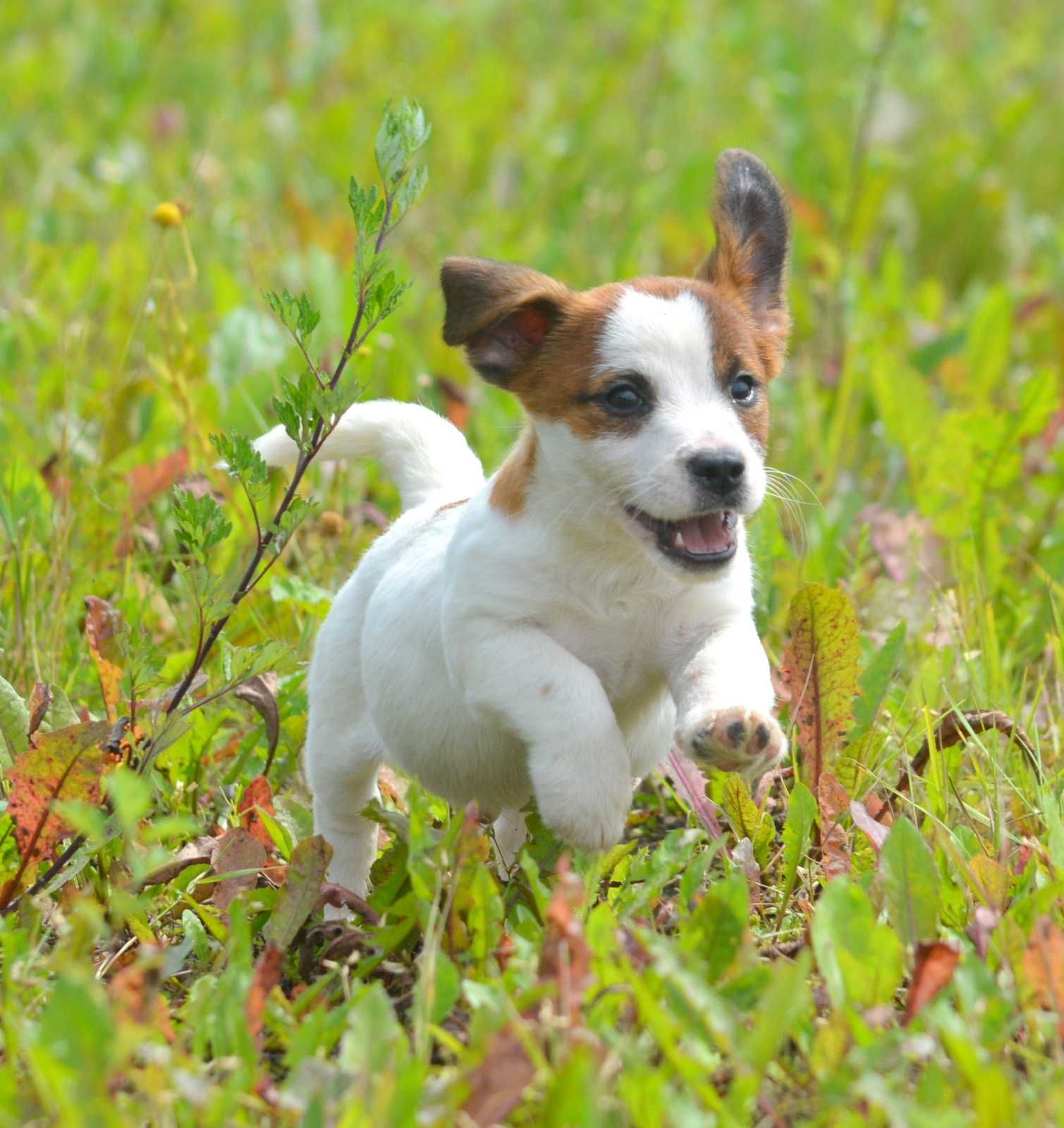 Jack Russell Terrier śliczny piesek gładkowłosy Sony ZKwP FCI rodowód