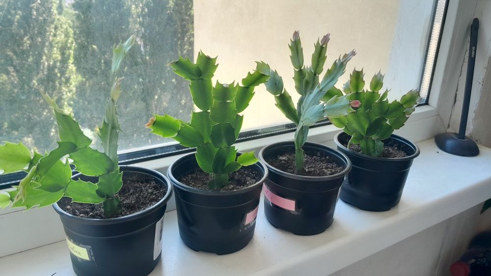 Королівські сортові бегонії