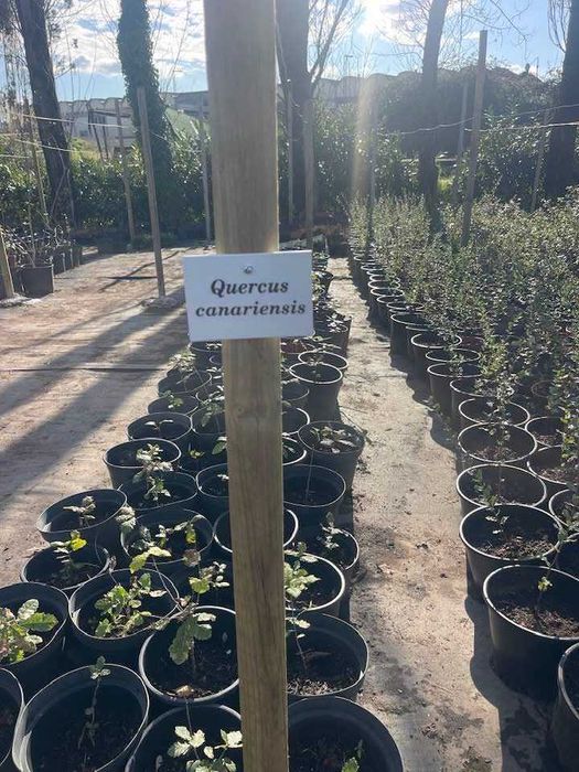 Árvore Quercus canariensis 40/60cm