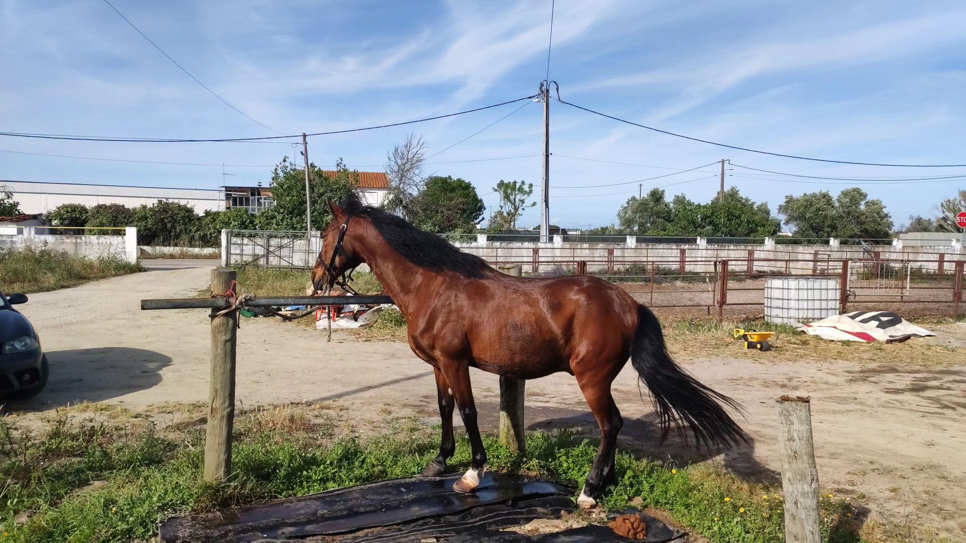 Cavalo para vender