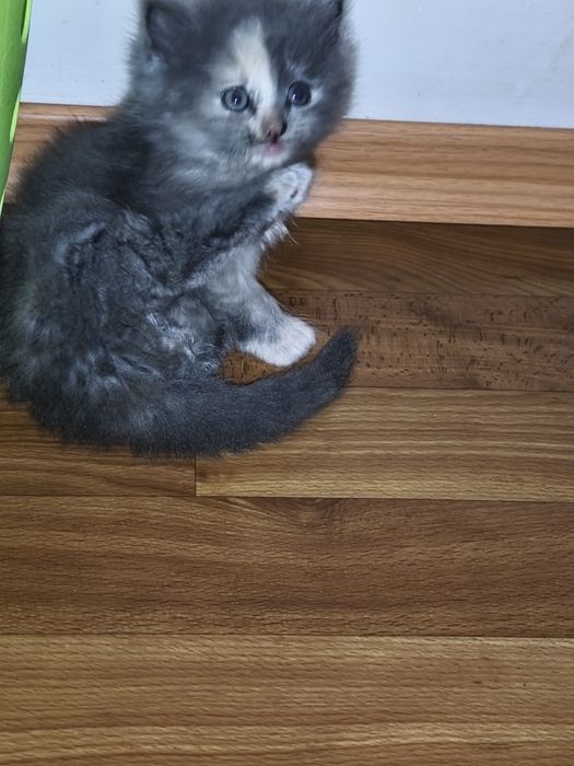 Отдам девочку в хороший руки