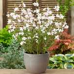 Gaura biała Sparkle white