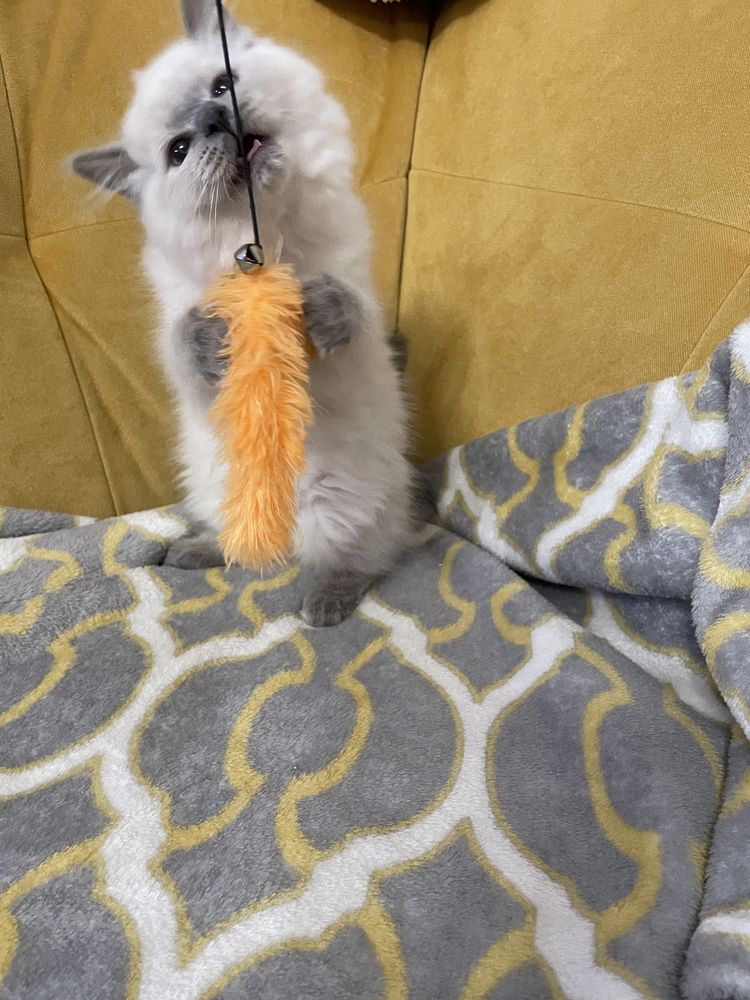 Kotka Ragdoll z rodowodem