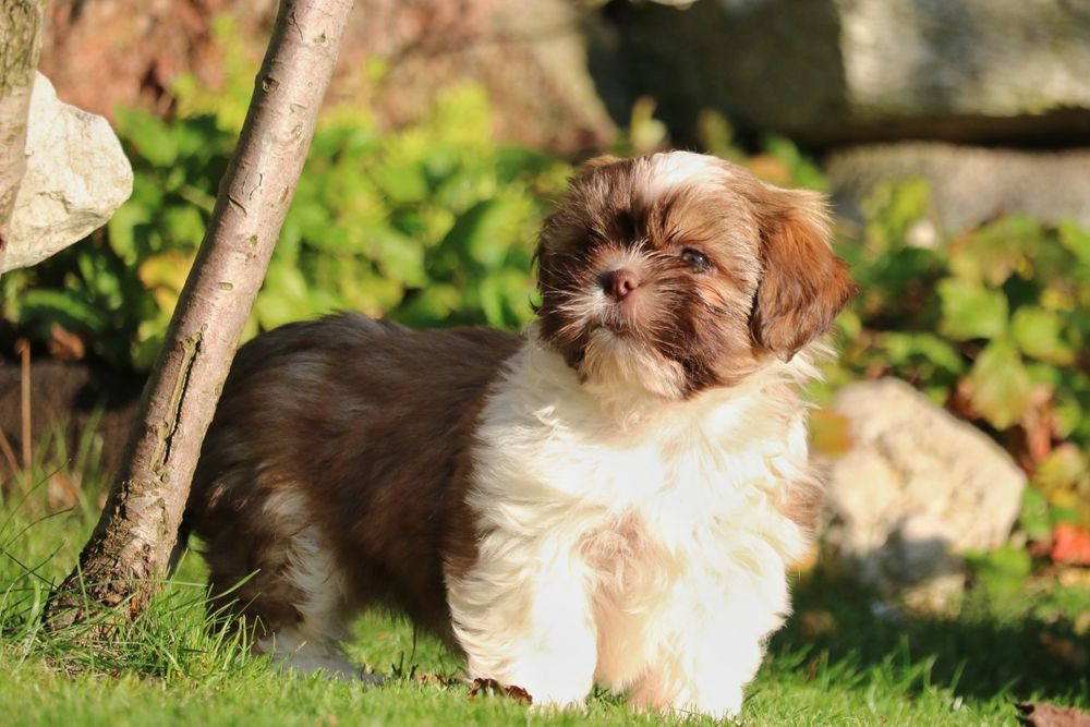 Przepiękny piesek tricolor czekoladowy .Shih tzu