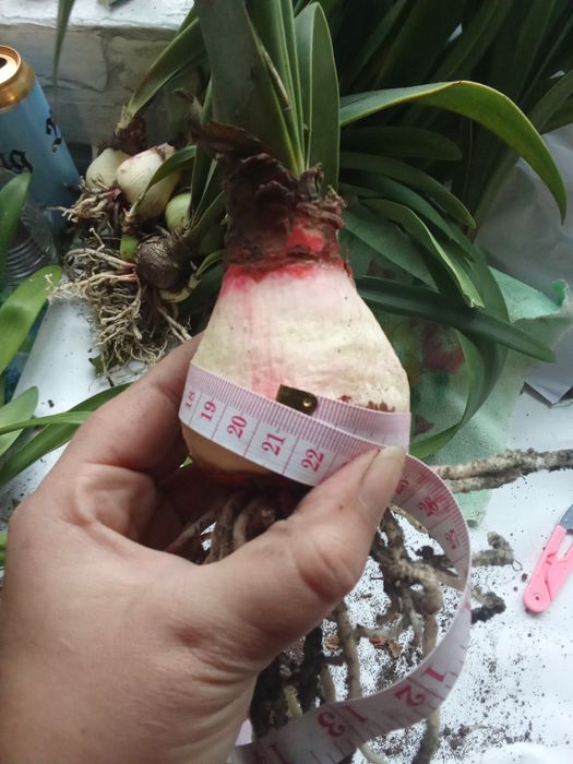 Кімнатні рослини (гіпеаструм, амариліс)