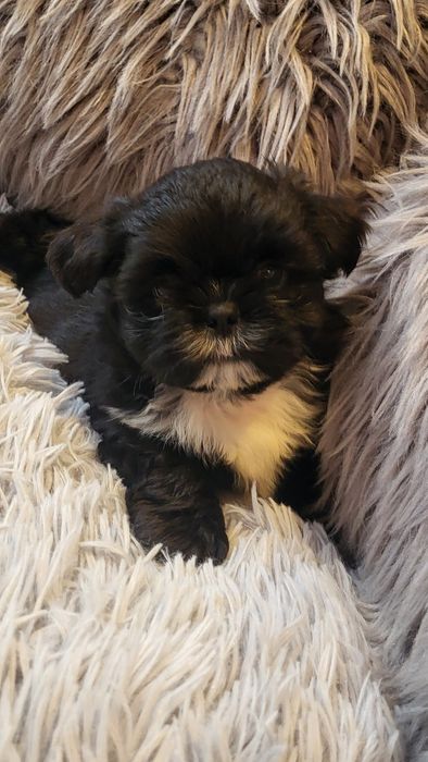 Shih-tzu shihtzu pies samiec z  rodowodem