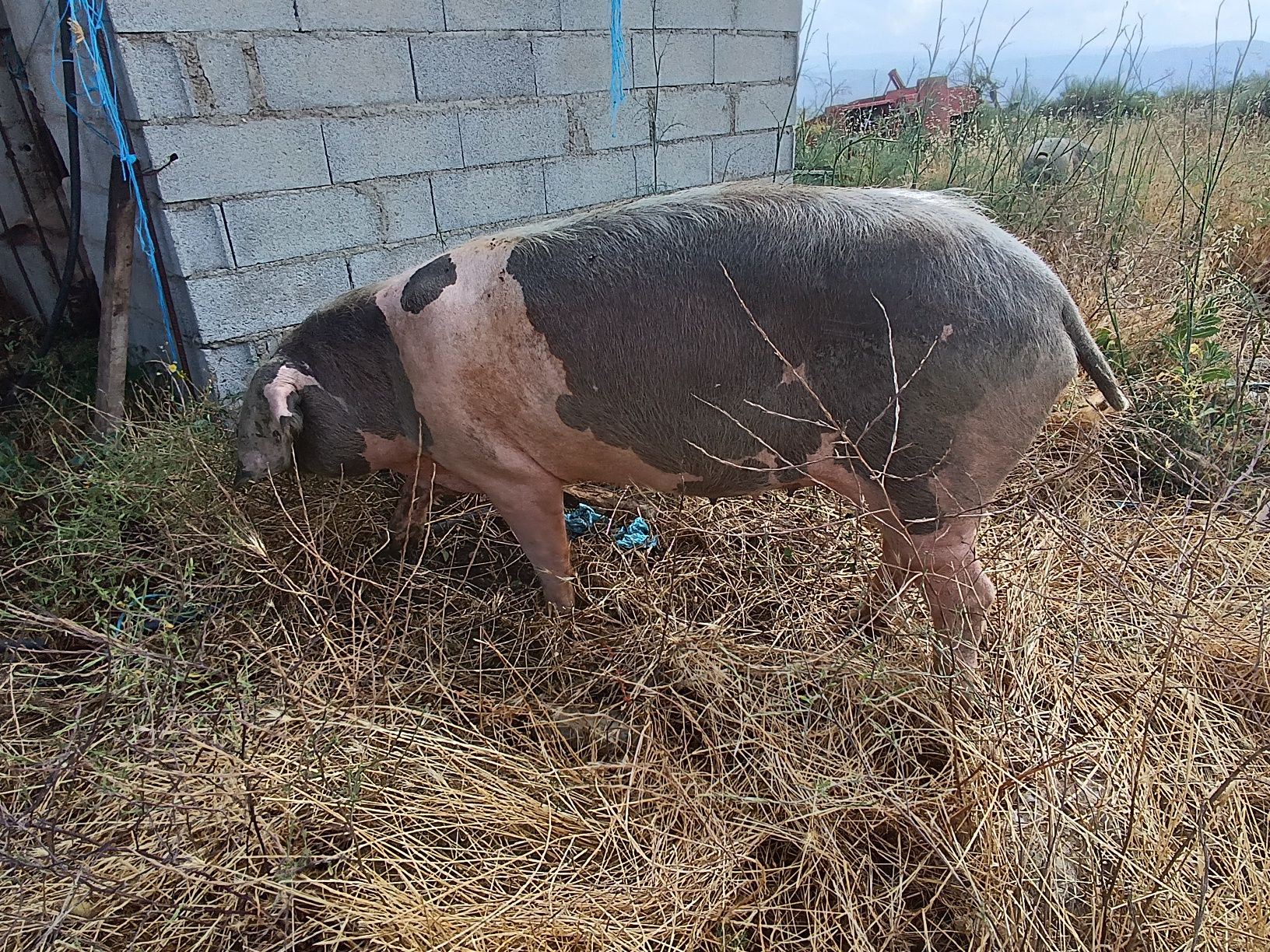 Vendo Porca Bísara pura e está coberta –  ótima genética- muito meiga