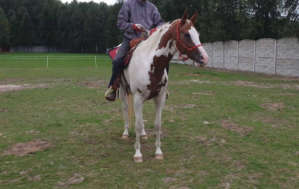 klacz małopolska srokata wpisana do księgi