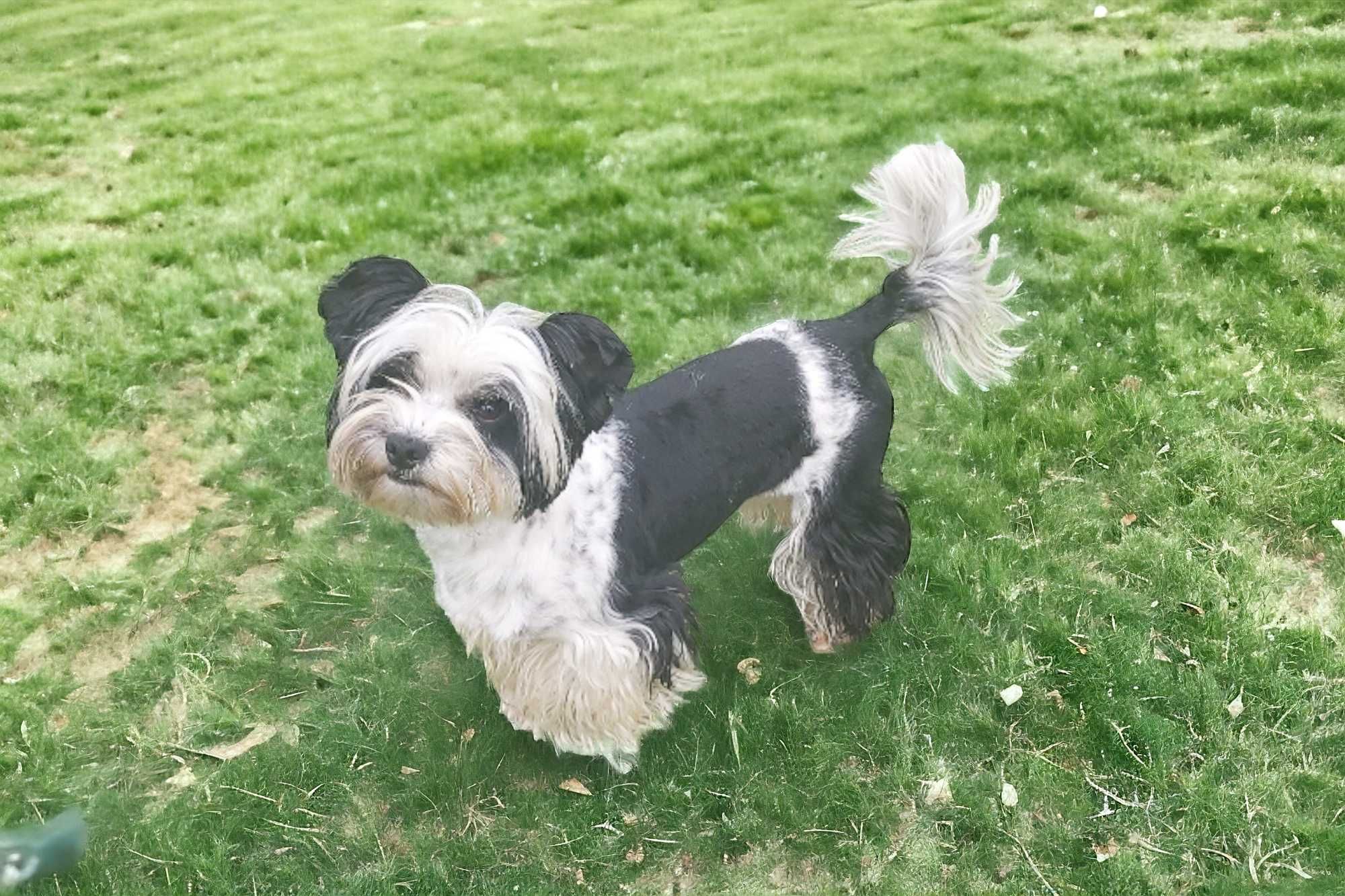 Yorkshire terrier 1.5 roczny chłopczyk Torin